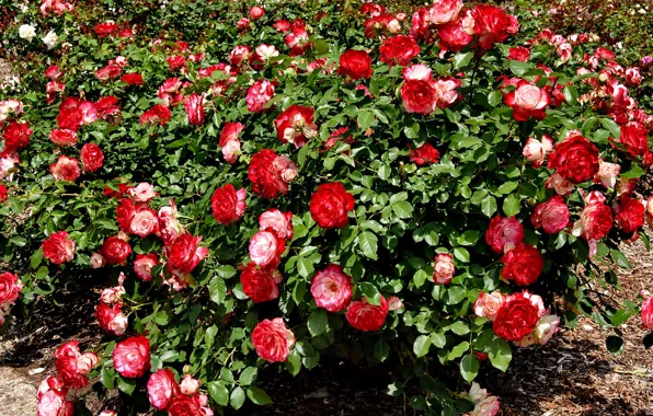 Summer, Bush, roses, red, buds, flowering