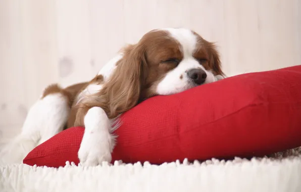 Carpet, puppy, pillow