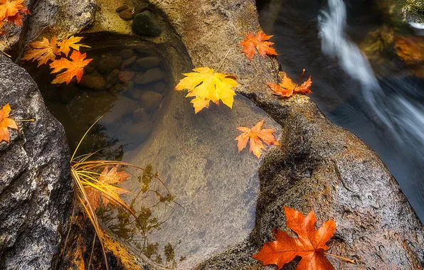 Picture autumn, leaves, water, macro, stones