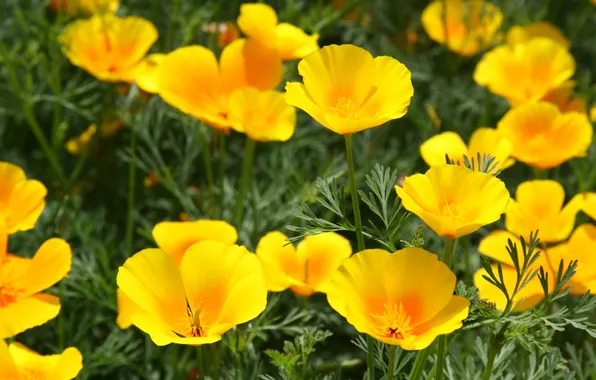 Picture summer, macro, flowers, nature, mood, yellow