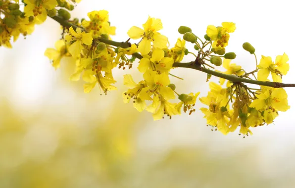 Trees, flowers, branches, spring