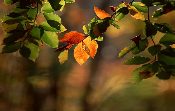 Picture glare, orange, branch, green, the beginning of autumn, with leaves