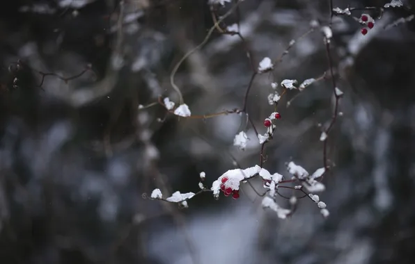 Cold, winter, macro, snow, branches, red, berries