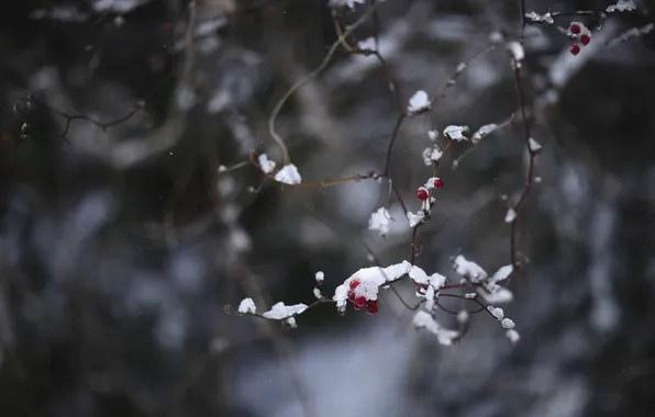 Cold, winter, macro, snow, red, berries, branch