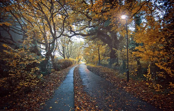 Picture Path, Mood, Autumn, lantern, leaves, Mood, Roads, Trees