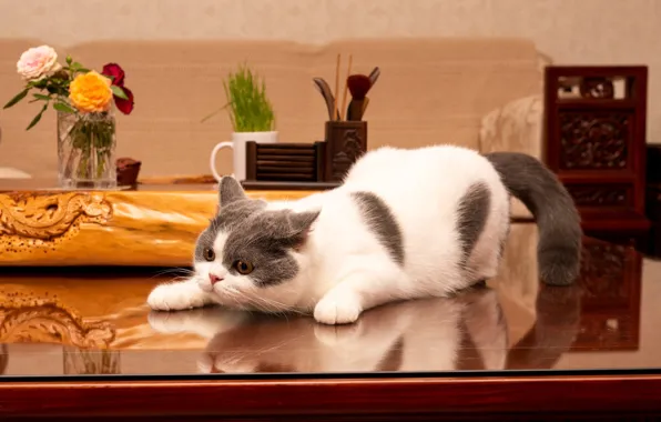 Cat, flowers, pose, kitty, table, room, furniture, grey with white