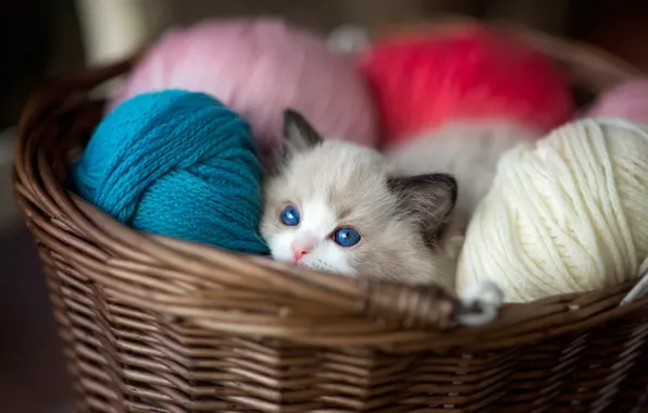 Cat, look, kitty, basket, colored, baby, muzzle, kitty