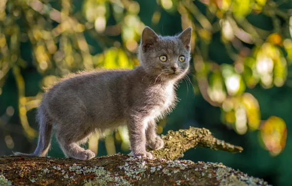 Cat, look, leaves, light, nature, pose, kitty, grey