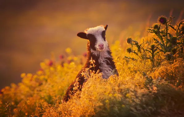 Field, summer, look, flowers, black and white, meadow, face, cub