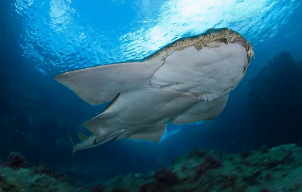 Sea, water, light, the ocean, danger, fish, predator, shark