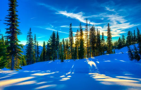 Winter, forest, the sky, snow, trees, landscape, sunset, spruce
