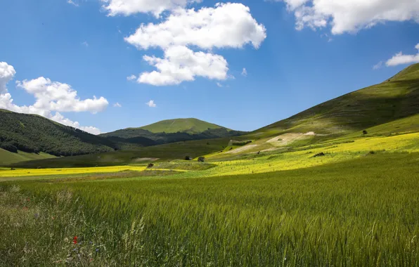 Greens, field, summer, clouds, light, mountains, hills, the slopes