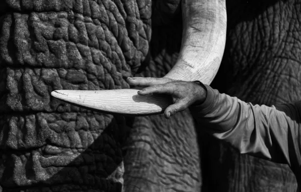 Picture people, elephant, hand, Tusk