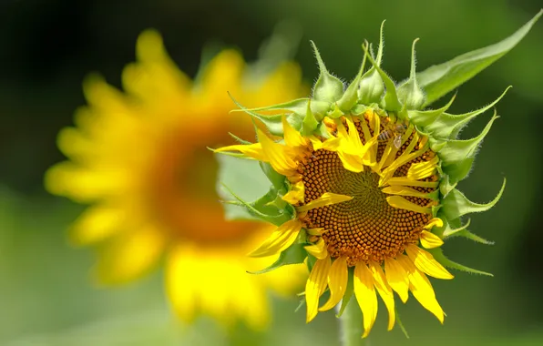 Summer, macro, sunflowers, flowers, yellow, sunflower, petals, blur
