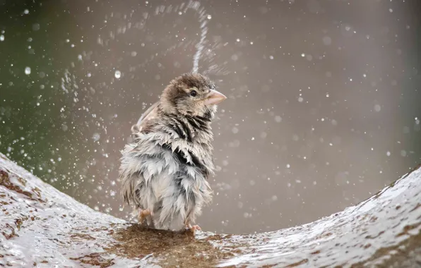 Water, squirt, bird, Sparrow, ruffled