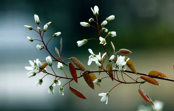 Macro, Leaves, Flowers, Colors, Blur, Flora, Leaves, Branches