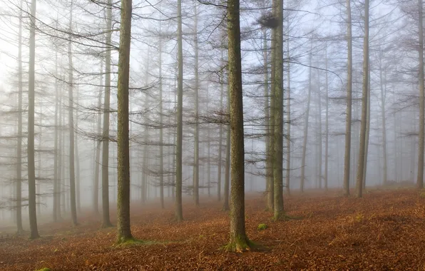 Forest, trees, landscape, fog