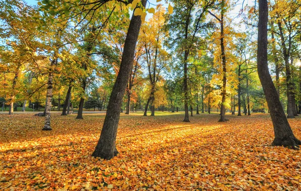Autumn, leaves, trees, Park