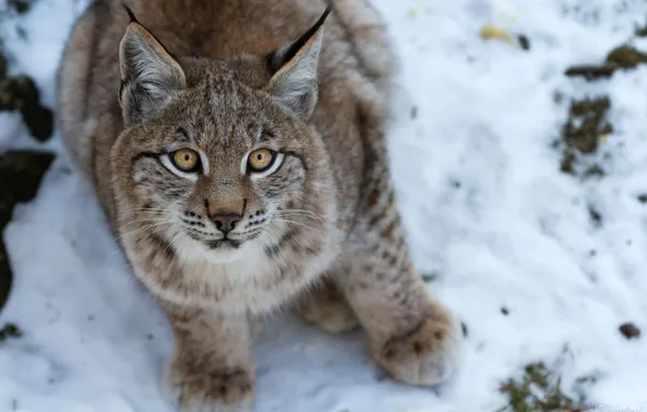 Picture cat, look, face, lynx