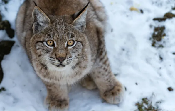 Cat, look, face, lynx