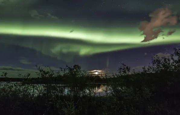 Forest, the sky, stars, landscape, lake, Northern lights