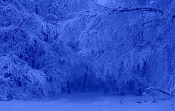 Winter, forest, snow, trees, frost