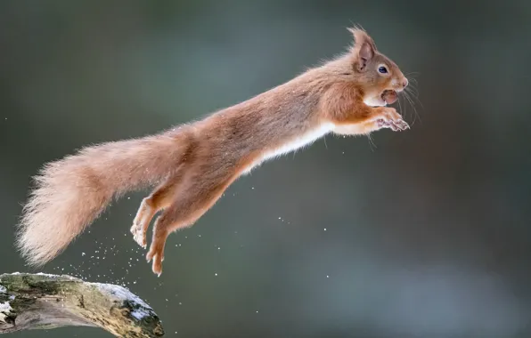 Background, jump, protein, flight