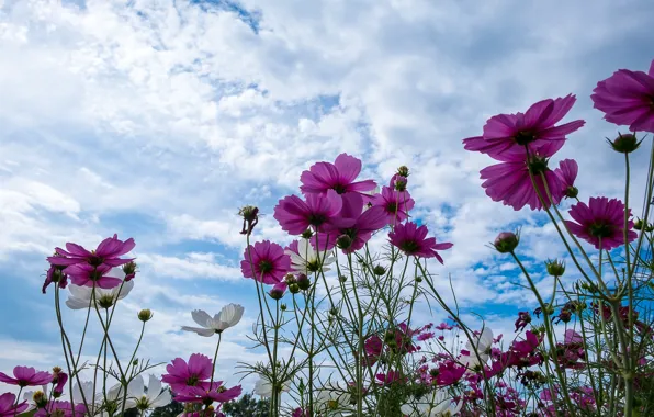 Picture field, summer, the sky, the sun, flowers, summer, pink, field