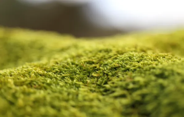 Picture moss, bokeh, green carpet