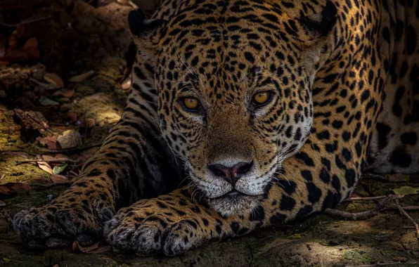 Picture look, face, portrait, predator, paws, Jaguar, wild cat
