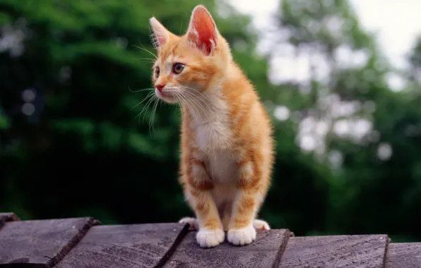 Picture roof, cat, cat, kitty, red, looks