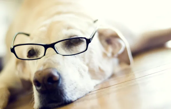 Face, glasses, Labrador Retriever