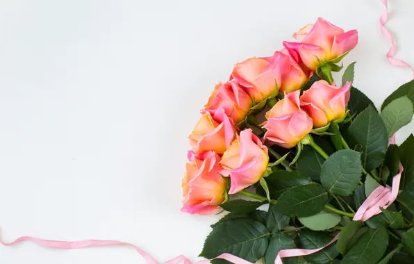 Picture background, roses, bouquet, tape, gentle, cream, rosaye, LAIMDOTA GRIVANE