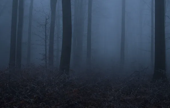 Picture forest, trees, night, nature, fog, twilight, Niklas Hamisch