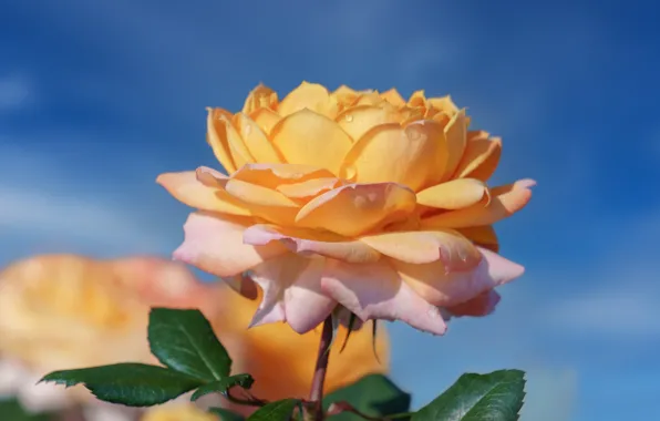Flower, macro, rose, orange, yellow