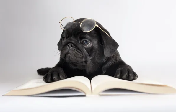 Picture dog, glasses, book