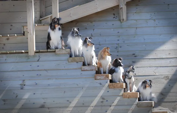 Dogs, ladder, rank, Sheltie, The border collie, Shetland Sheepdog, Alaskan Klee Kai