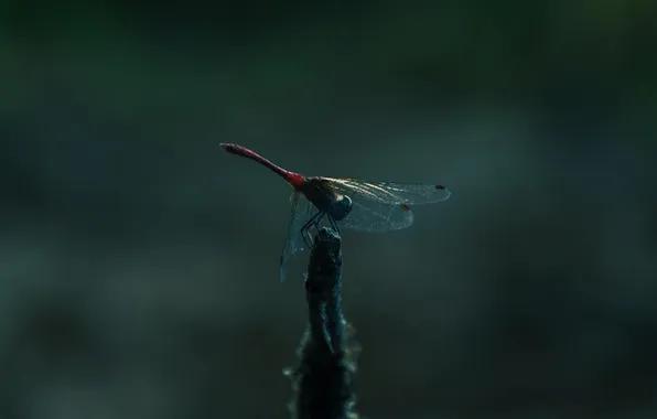 Macro, dragonfly, insect, the Wallpapers