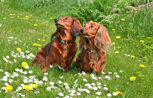 Dogs, grass, Dachshund, two