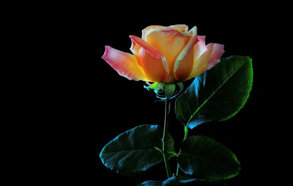 Flower, leaves, drops, rose, orange, stem, black background, yellow