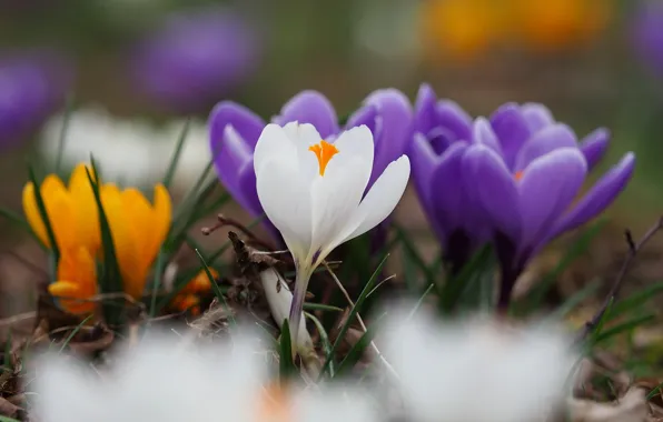 Picture flowers, spring, crocuses, flowering