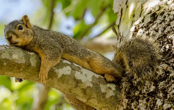 Picture forest, branch, protein, rodent