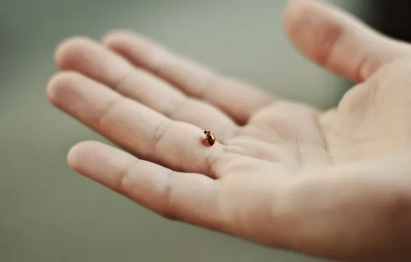 Picture background, ladybug, hand