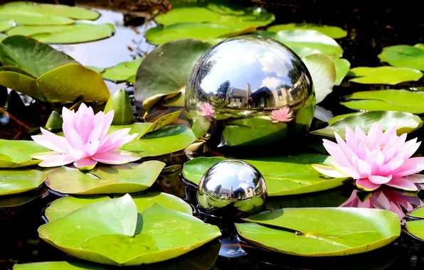 Picture leaves, water, balls, water lilies