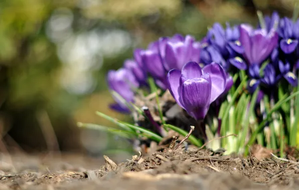 Greens, purple, macro, flowers, background, widescreen, Wallpaper, crocuses