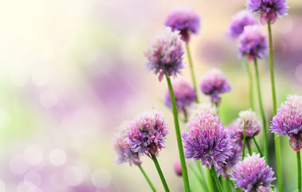 Rays, flowers, glare, lilac