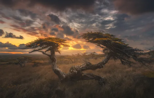 Picture clouds, trees, sunset