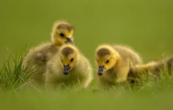 Picture grass, birds, background, trio, Chicks, the goslings, Trinity