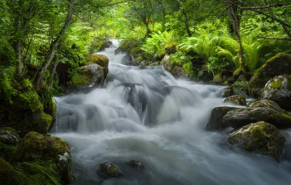 Forest, trees, stream, stones, moss