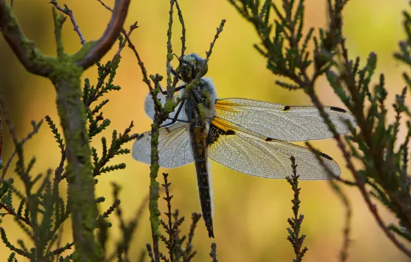 Drops, macro, branches, nature, background, dragonfly, insect, needles